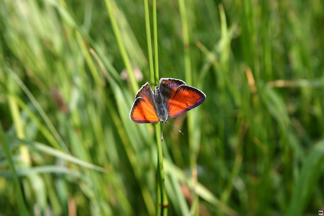img00006.jpg
